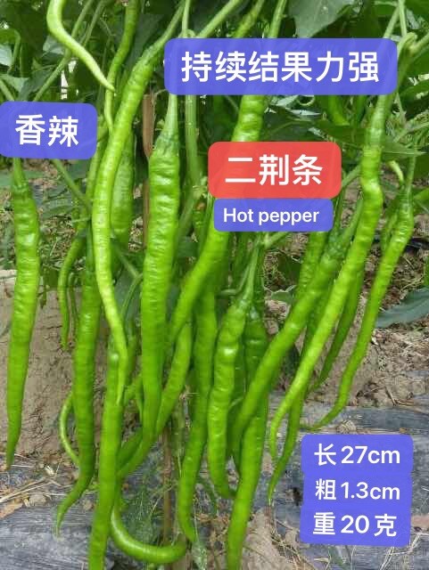 30+ Sichuan ErJingTiao Hot Pepper Seeds 30多粒四川二荆条线椒种子 2023年产新种子