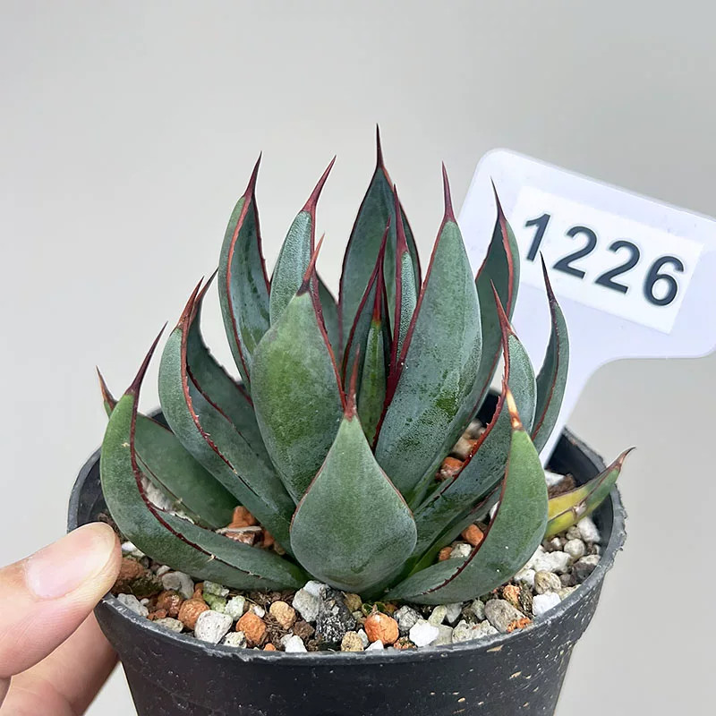 1Pieces 8cm Seedgrowth RareCactis Plant Agave Praying Hands Beautiful Outdoors