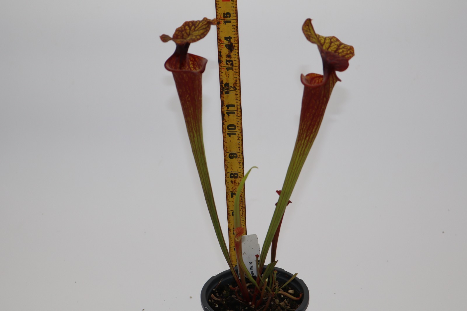 Sarracenia – Unknown – Seed Grown