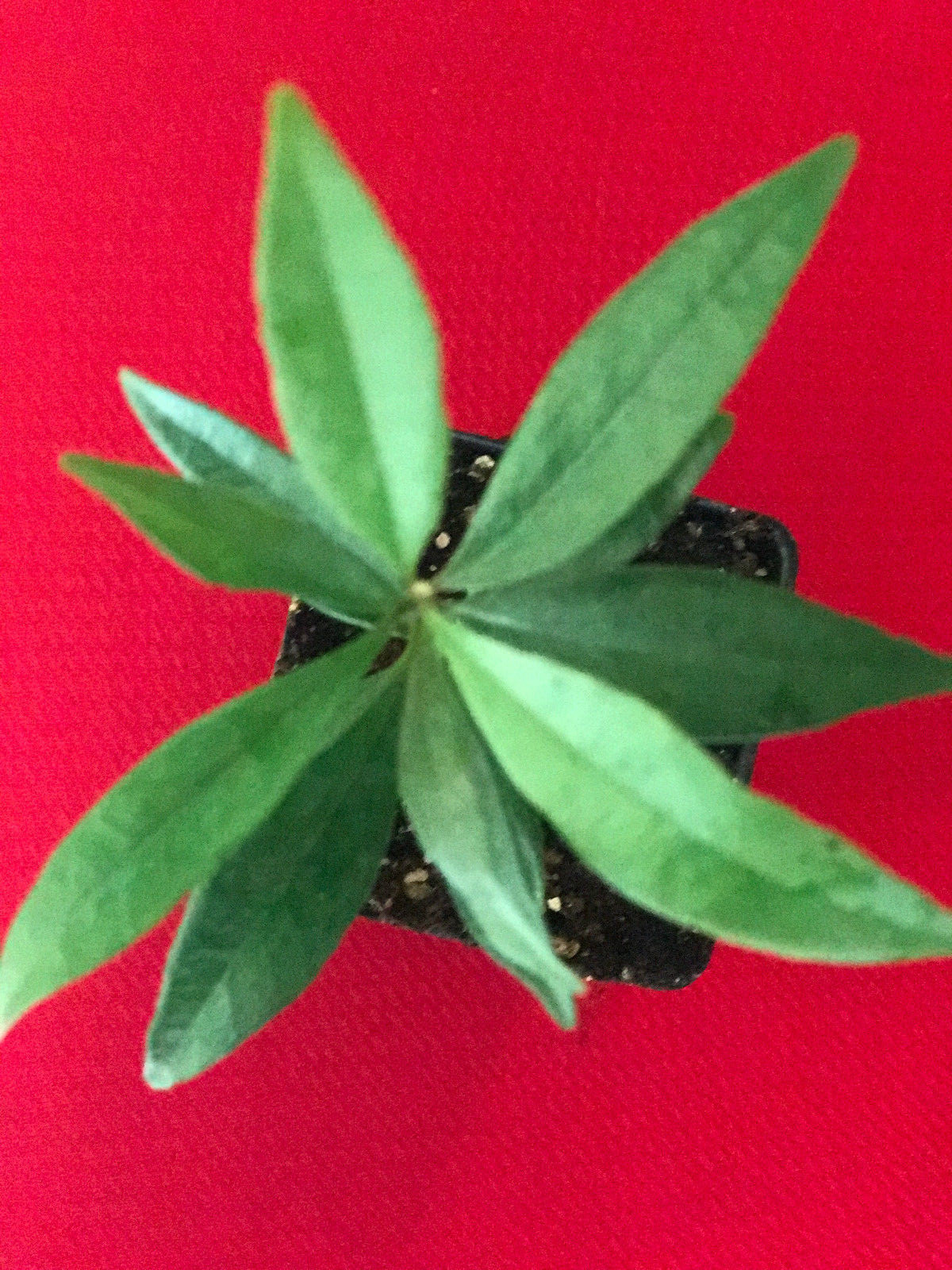 Eugenia Luschnathiana PITOMBA Potted PLANT Fruit Starter Pot Tree 4-6″