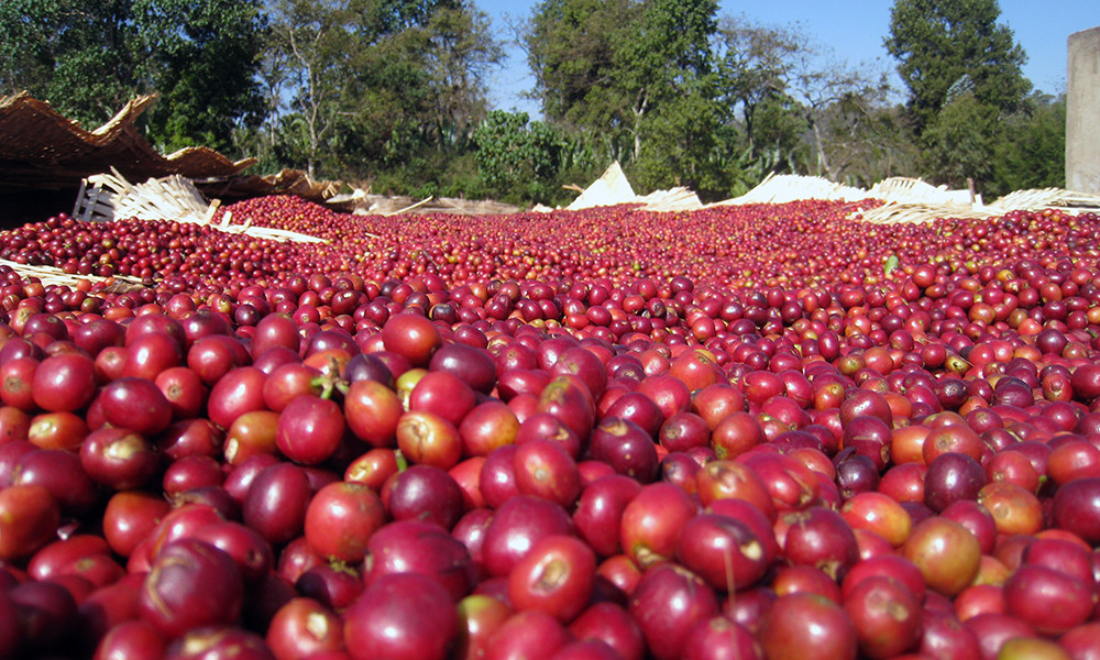 WORLD TOUR FRESH ROASTED COFFEE SAMPLER #2 MEDIUM ROASTED 6 LBS IN ! POUND BAGS