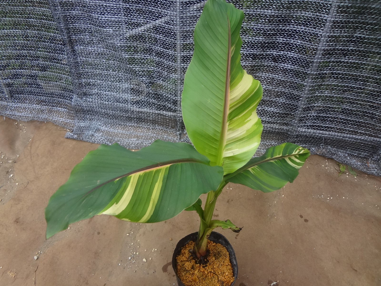Musa basjoo variegated [Must read description] B