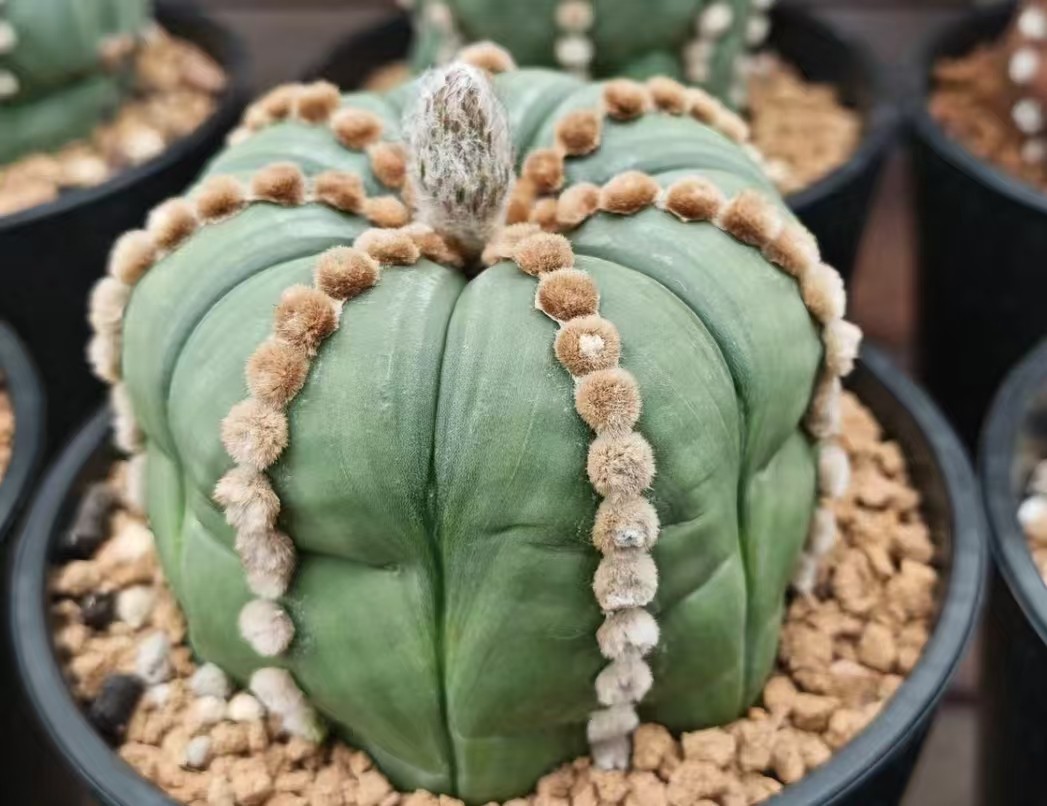 8cm Rare Plant Cacti Astrophytum Asterias ‘Ooibo’ WYSIWYG Own Root Garden Sale