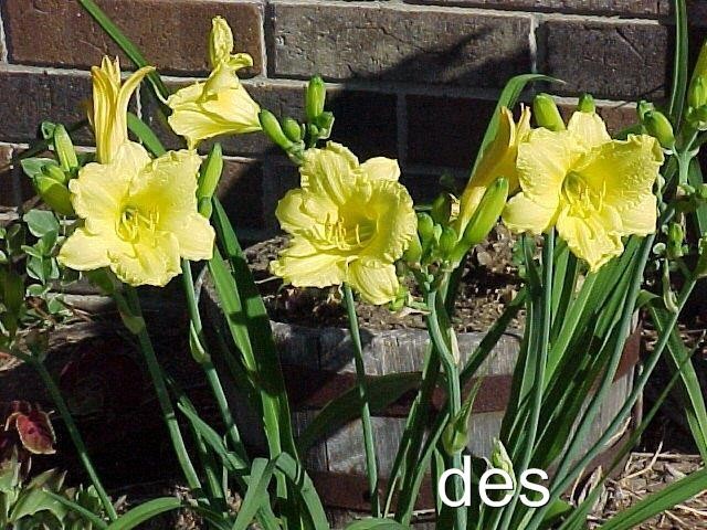 10+ Daylilies ~ HAPPY RETURNS ~ Continuous Yellow BLOOMING 10+ Daylily Plants