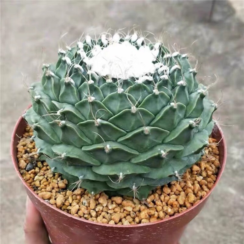 7-8CM Succulent Cactus Plant Obregonia Denegrii Cactaceae Home Garden Beautiful