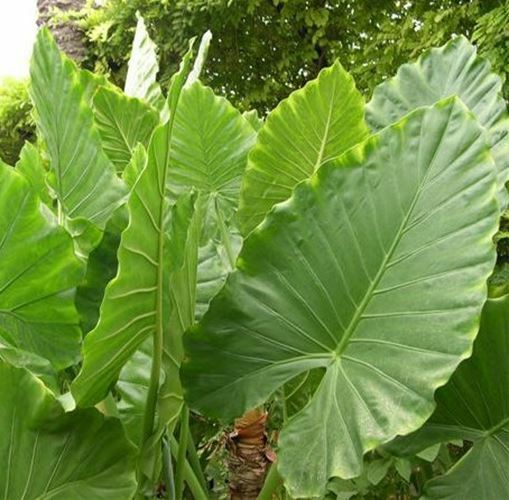 Alocasia – Calidora