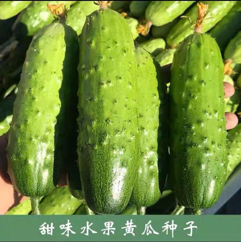 30+ Chinese Fruit Cucumber Seeds 30多粒中国水果黄瓜，旱黄瓜种子. 2023年新种子