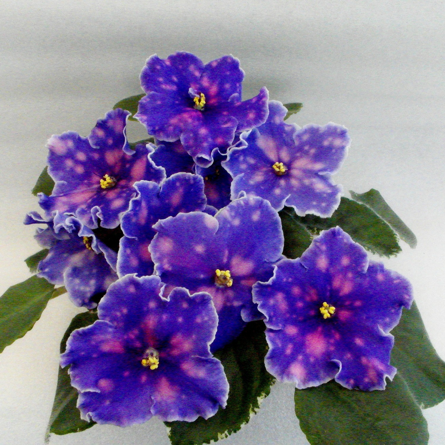 African Violet Plant EK Polet K Zvezdam (Flight to Stars) Starter Standard