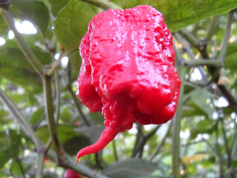 8.5 Grams 1/3 OZ CAROLINA REAPER chili Powder sample Spice HOTTEST IN THE WORLD!