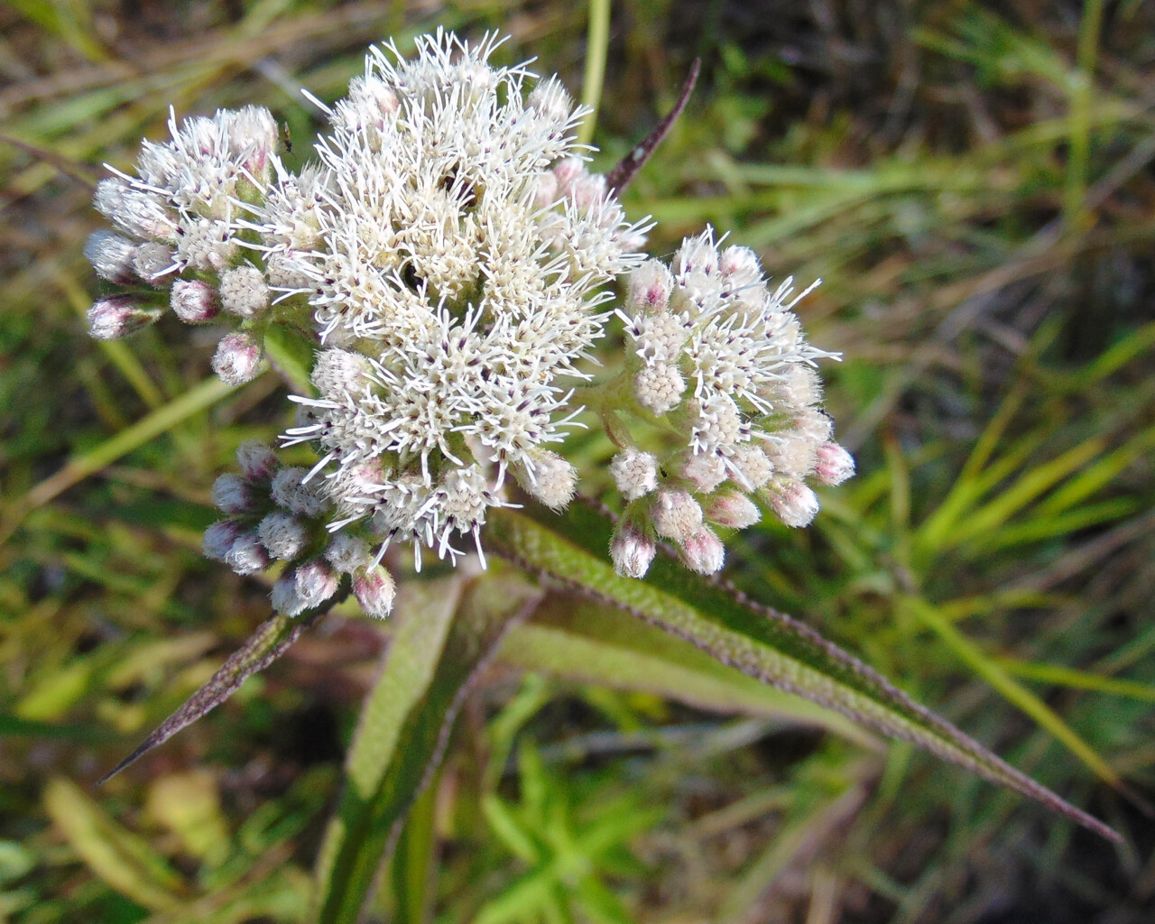 300 Common Boneset Seeds – Eupatorium perfoliatum – None-GMO Medicinal Herb