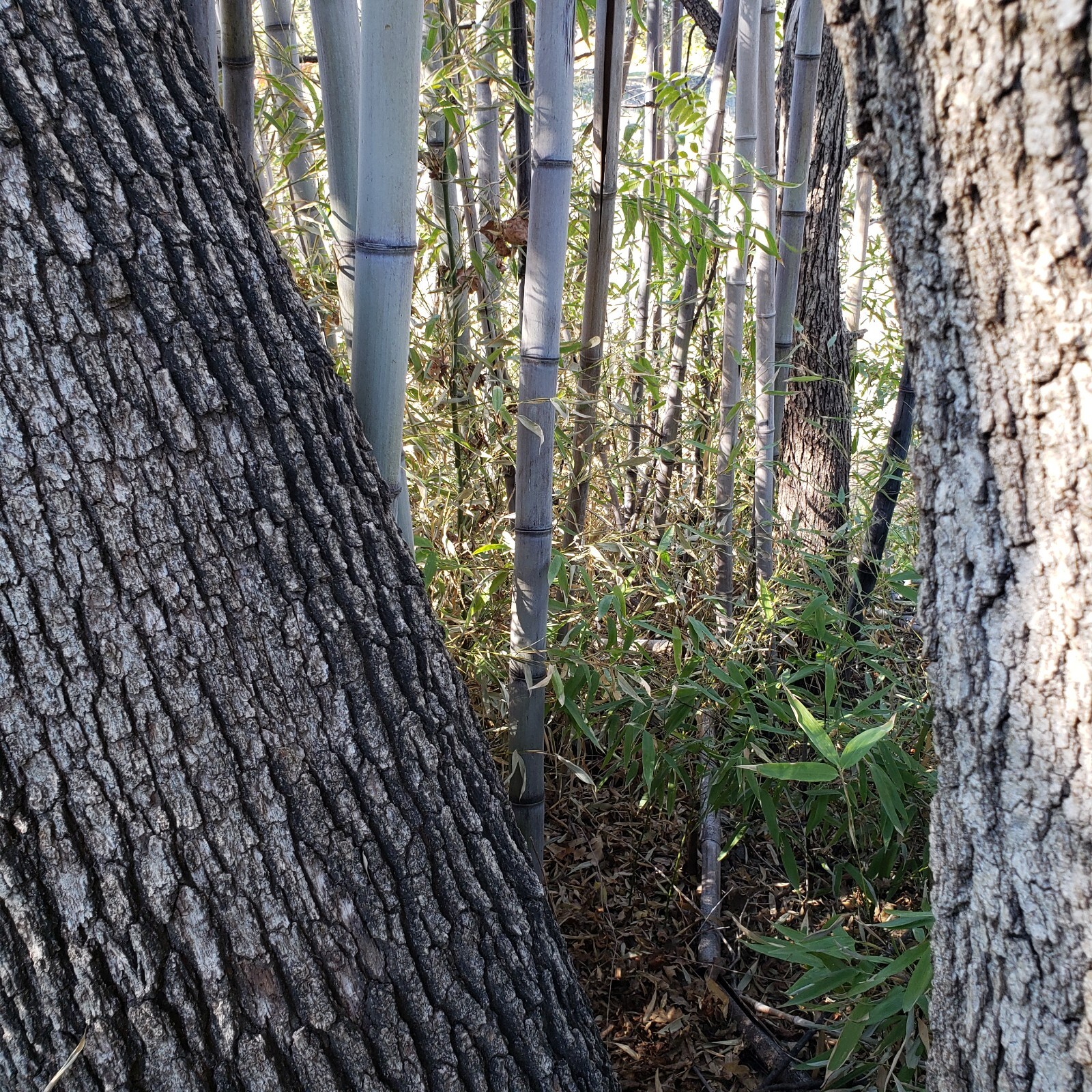 Black Timber Bamboo Nigra Daikokuchiku California Giant Bare Root Plant Rhizome