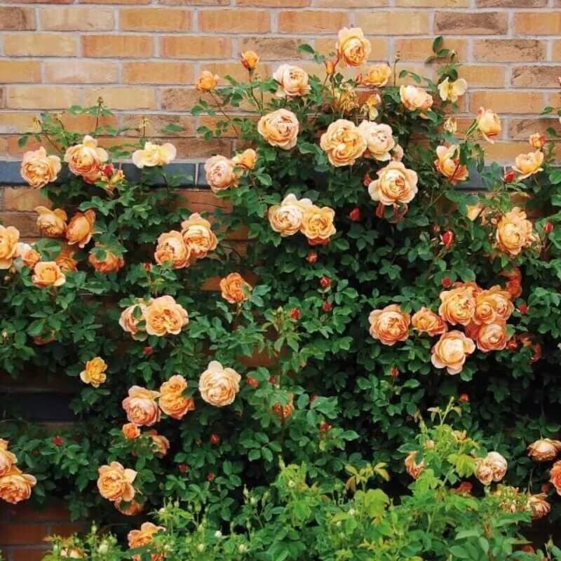 20pcs Yellow Climbing Rose Seeds – Rare Non-GMO Heirloom Variety for Your Garden