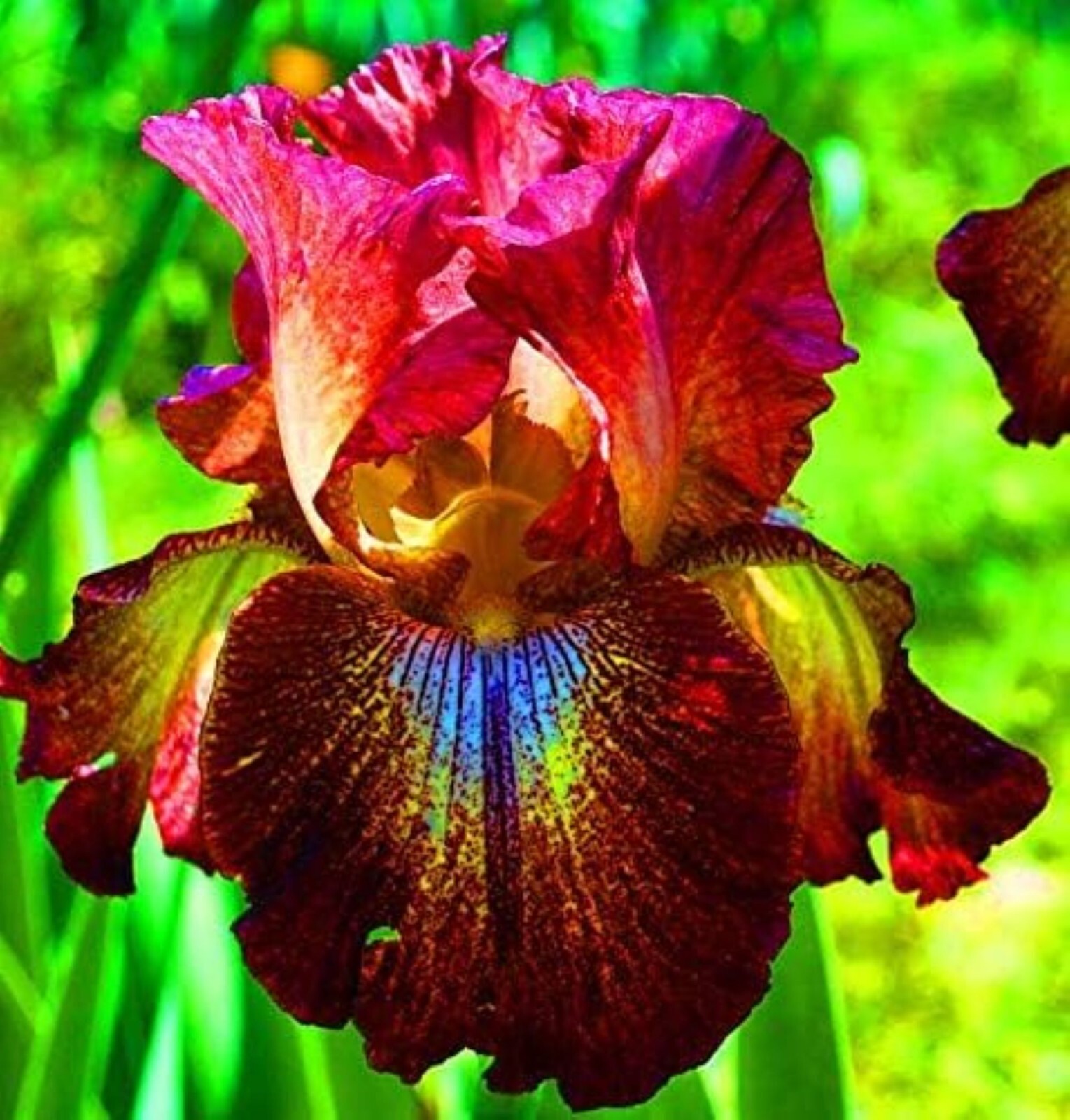 50 Iris Seeds Much Less Money Than Bulbs