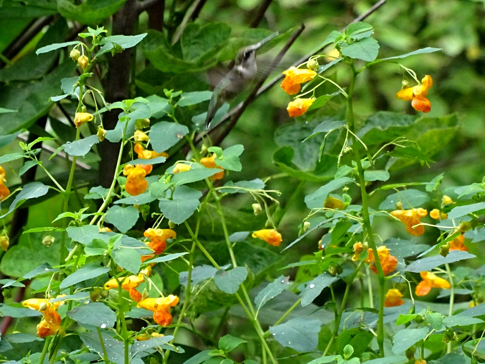Jewelweed Impatiens Capensis TouchMeNot 40 seeds from 2023 Organic Hummingbirds
