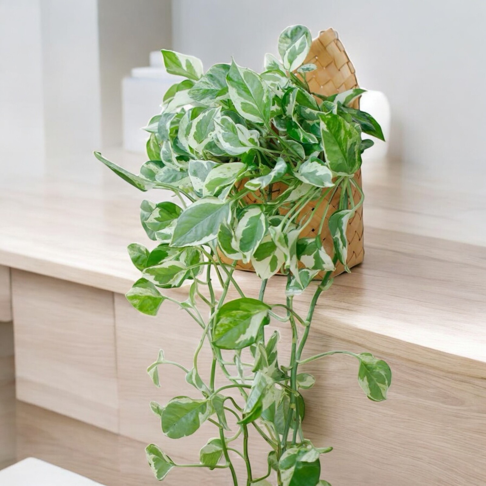 Pothos ‘Pearls and Jade’ – 3 Cuttings – 4”-5” Devil’s Ivy Indoor House Plant