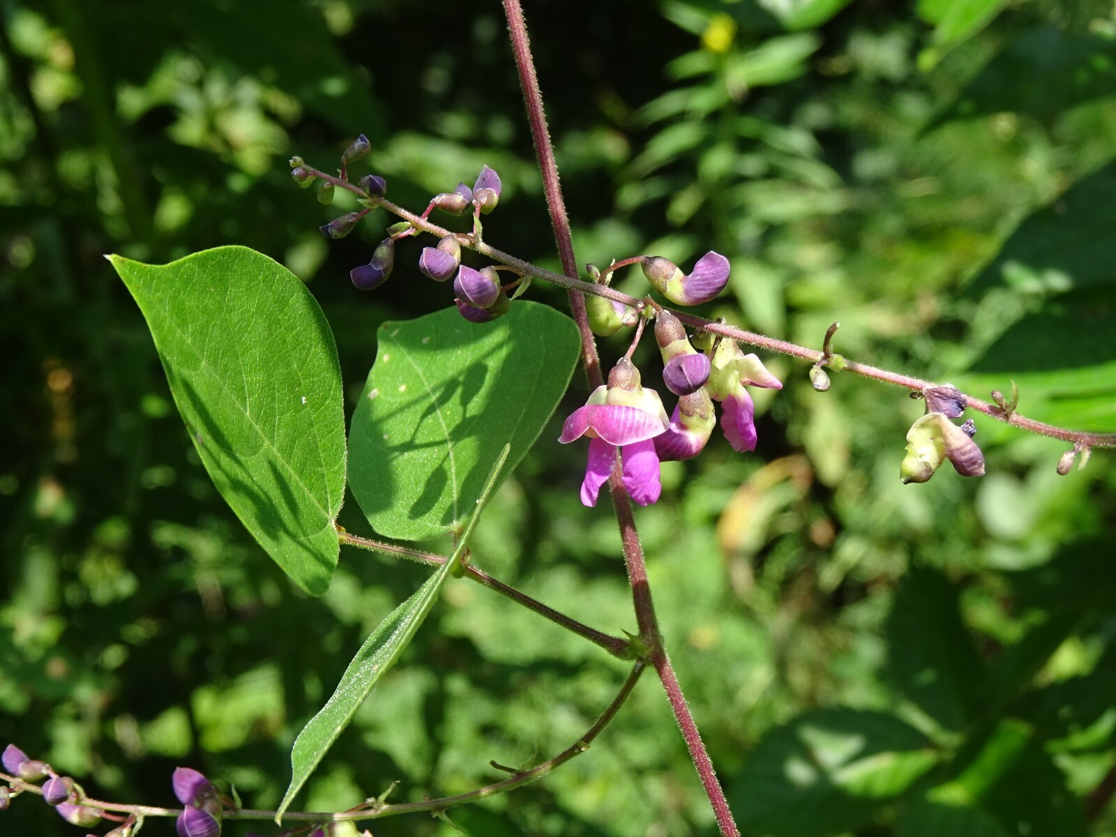 Phaseolus polystachios Thicket Bean 5 seeds from 2022 Native perennial bean