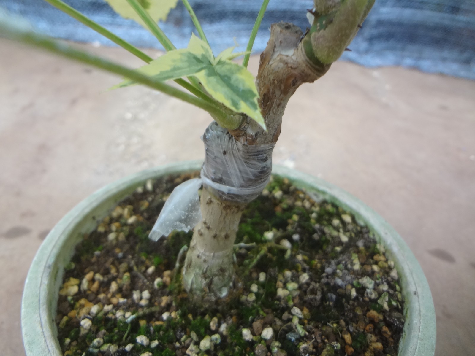 Kalopanax septemlobus yellow cream fukurin variegated [Must read description]