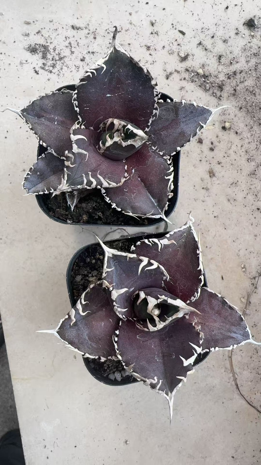 1PCS Agave Titanota ‘King Kong’ RareAgave Succulent Plant 6-8cm