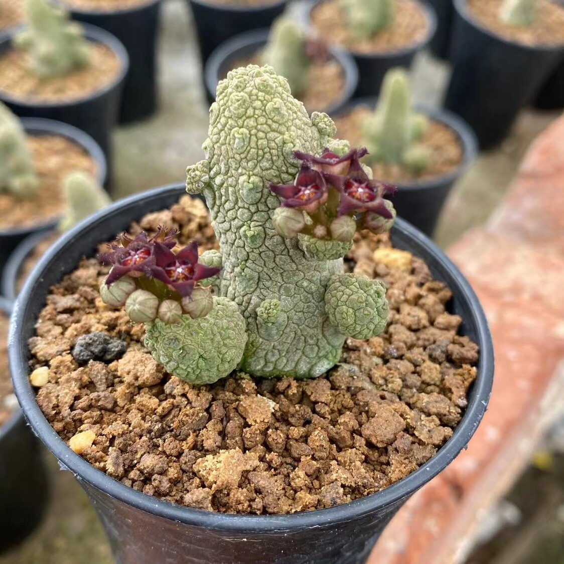 4-5CM Succulent Cactus Plant Pseudolithos Caput-Viperae（Multi-Heads）Apocynaceae.