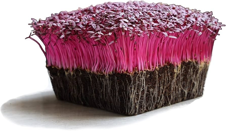 Organic MICROGREEN Seeds | Fresh Heirloom Non GMO Sprouting Seeds