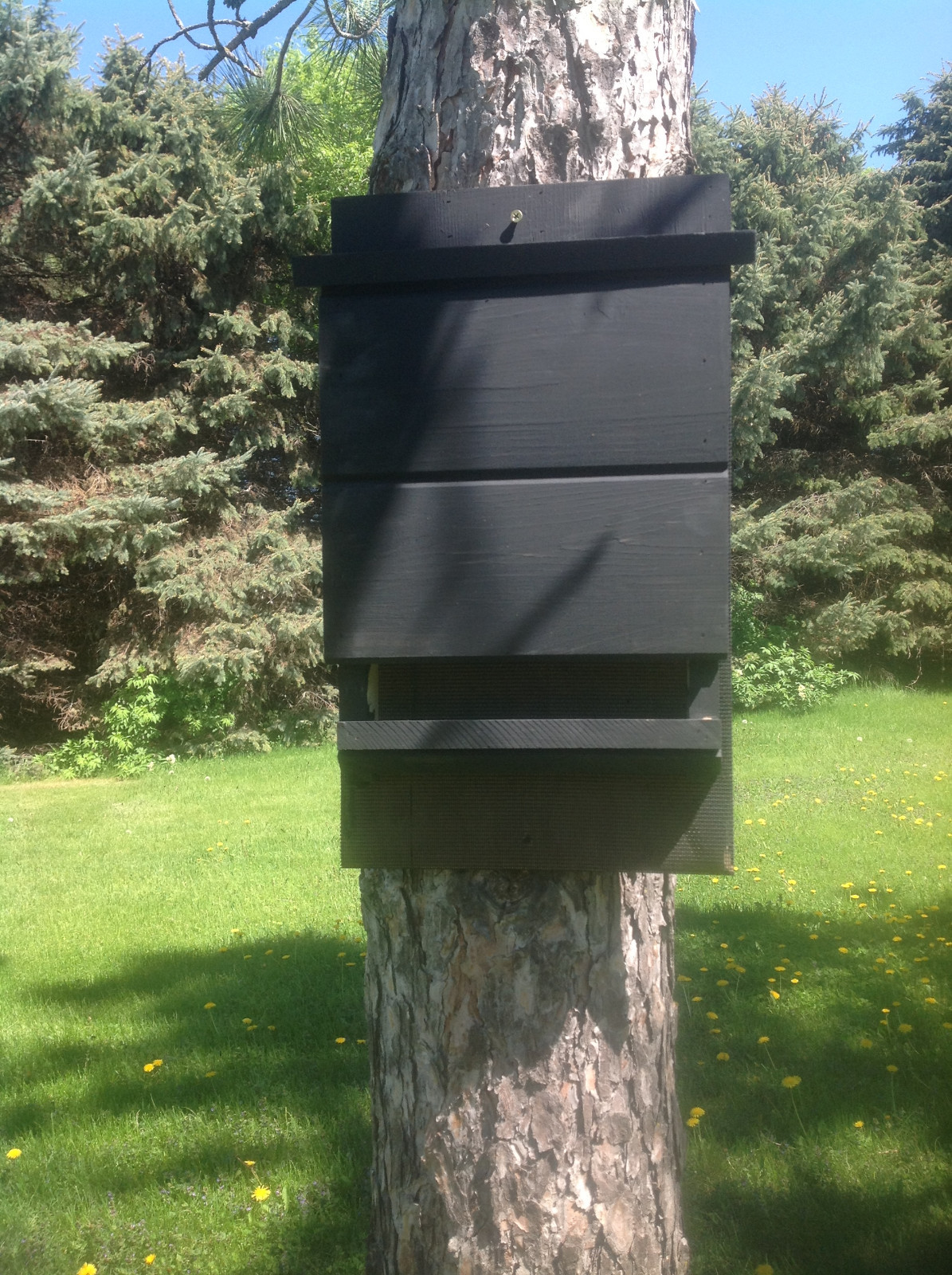 ^v^ NEW LARGE CHAMBER KEVLAR LINED SOLID BLACK BAT HOUSE BOX WITH PREDATOR GUARD