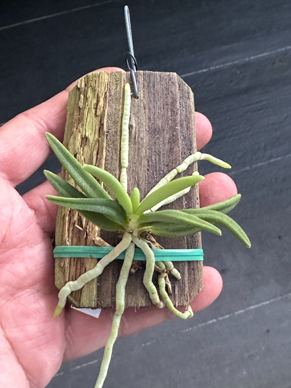 VIETNAM MINIATURE ORCHID SPECIES Brachypeza semiteretifolia BS mounted