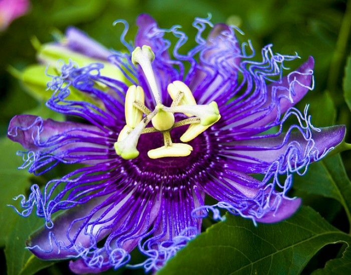 ~~MAYPOP PASSIFLORA~~Starter Plant~~Passiflora Incarnata~~BUTTERFLY HEAVEN!