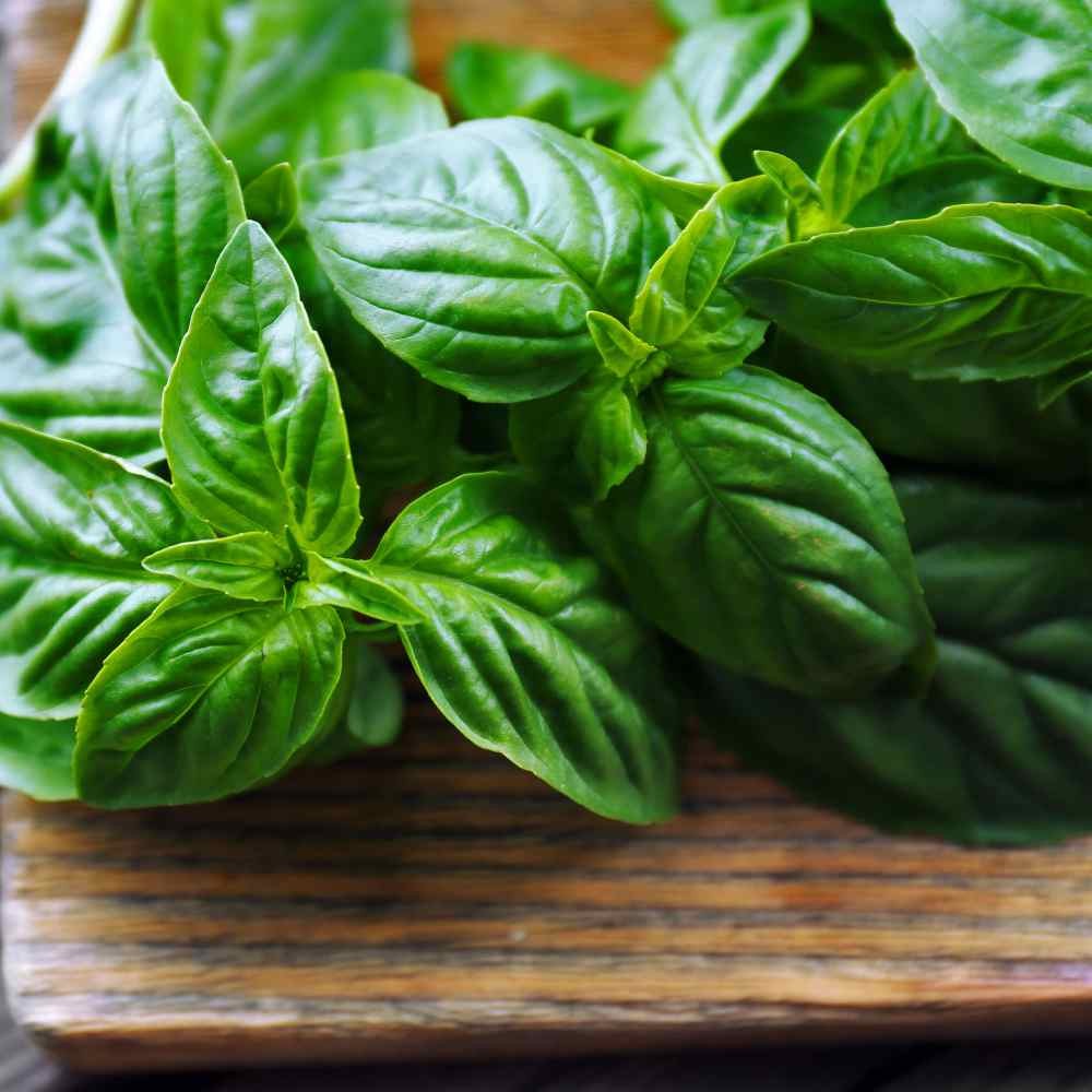 1 LB Basil Seed – Large Leaf Sweet Basil Herb Seeds