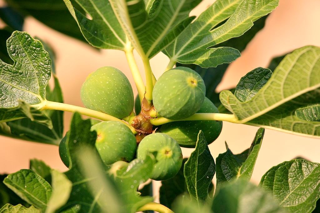 10 desert king fig cuttings. hardy, large fruit