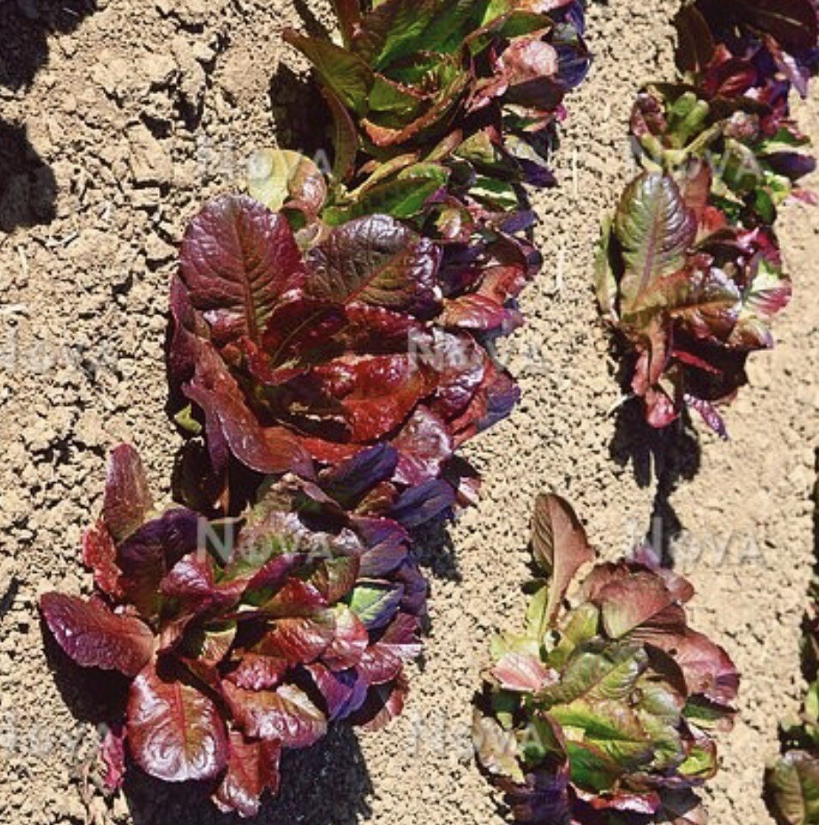 700+ Rouge D’Hiver Romaine Seeds-NONE GMO-Open Pollinated