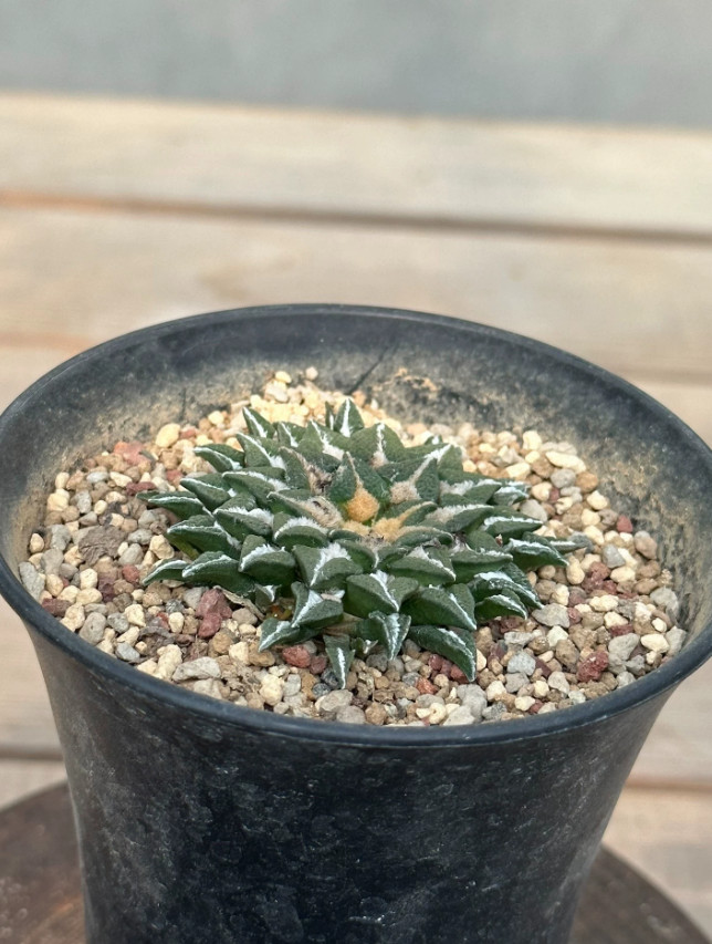 1PCS 5CM Ariocarpus Kotschoubeyanus Seedgrowth SucculentCactus Plant