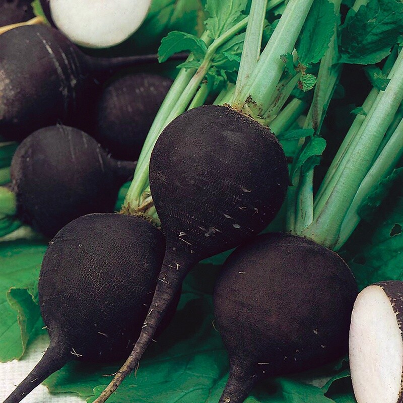 Black Spanish Round Radish Seeds, Spicy, NON-GMO, Variety Sizes, FREE SHIP