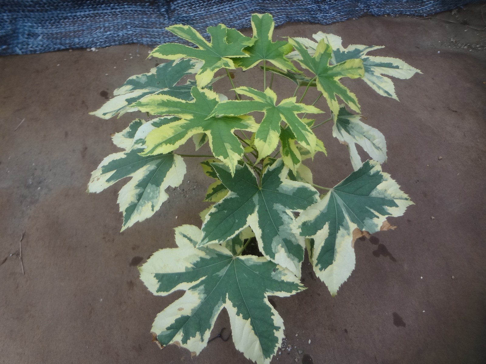 Kalopanax septemlobus yellow cream fukurin variegated [Must read description]