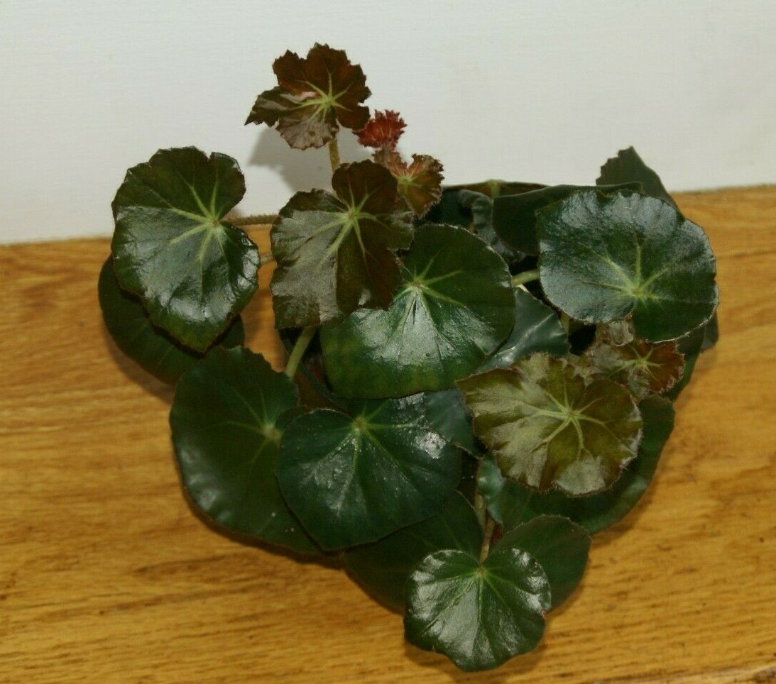 Begonia Erythrophylla (Beefsteak Begonia) has shiny leaves