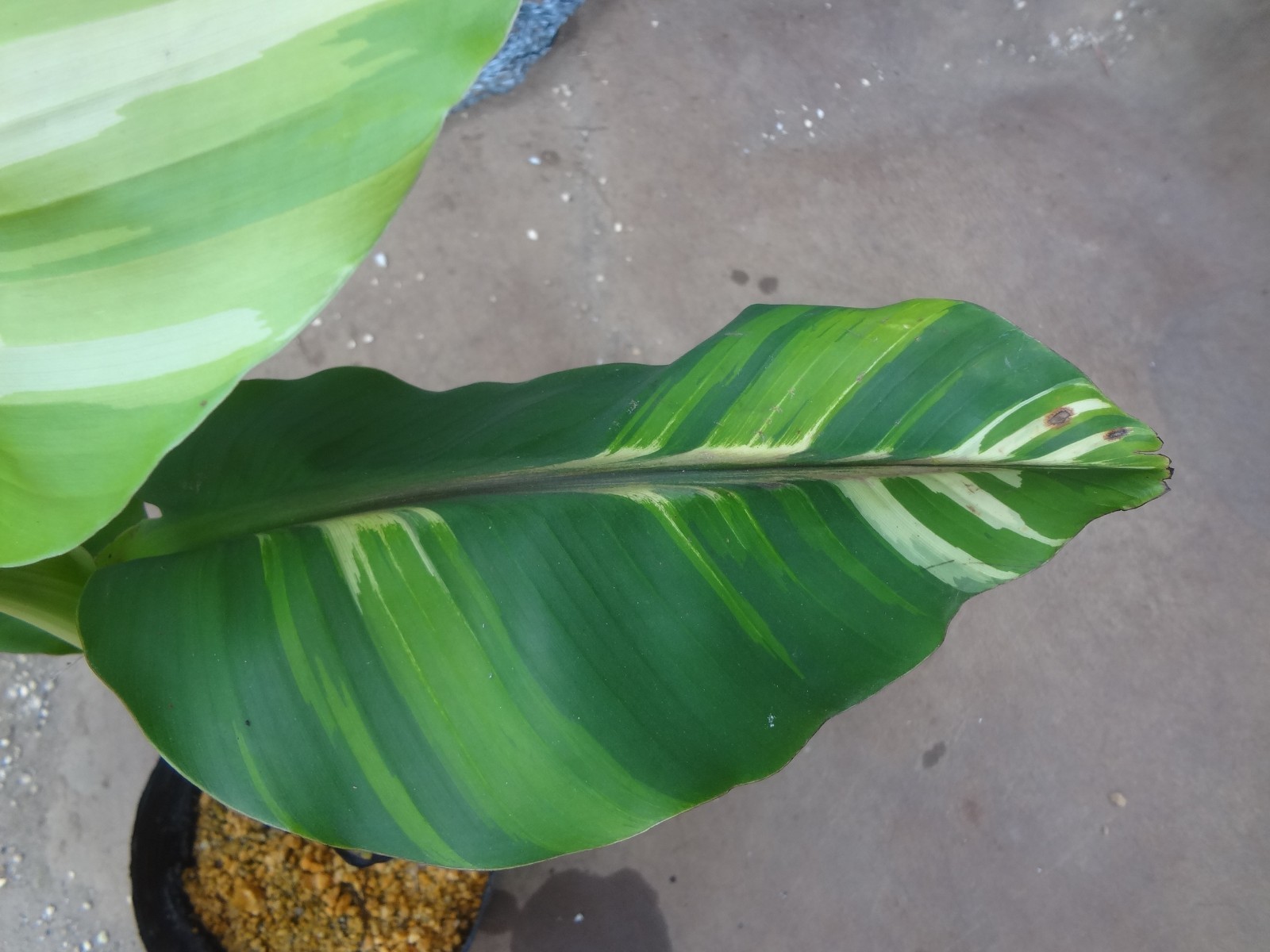Musa basjoo variegated [Must read description] B