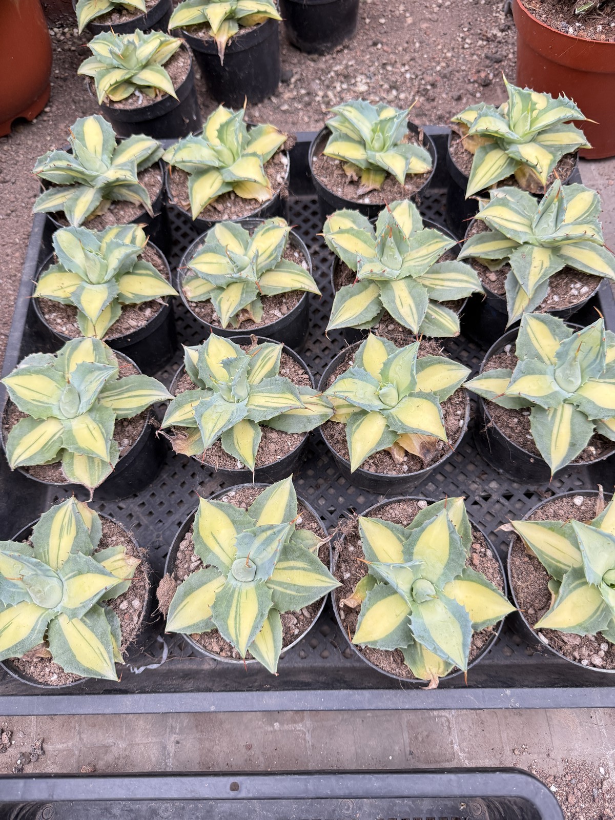 1pc Agave ‘Red Thunder’ Medio-picta Aurea One Random Plant