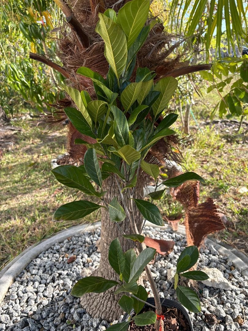 1 YEAR OLD GRAFTED BLACK GOLD JACKFRUIT TREE (A. HETEROPHYLLUS)