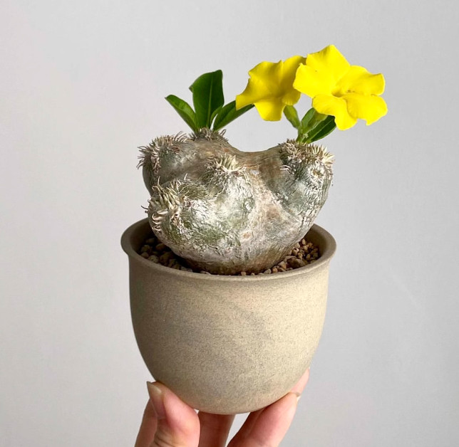 RareSucculent Plant Pachypodium brevicaule Baker Garden Decor Boutique 7-8CM