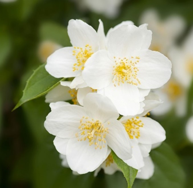 1 Sweet Mock Orange Starter Plant 12-24″ Philadelphus coronarius Bare Root