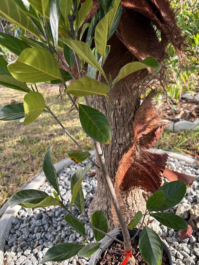 1 YEAR OLD GRAFTED BLACK GOLD JACKFRUIT TREE (A. HETEROPHYLLUS)