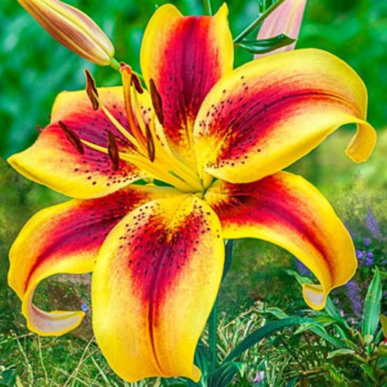 50 Lily Flower Seeds Much Less Money Than Bulbs