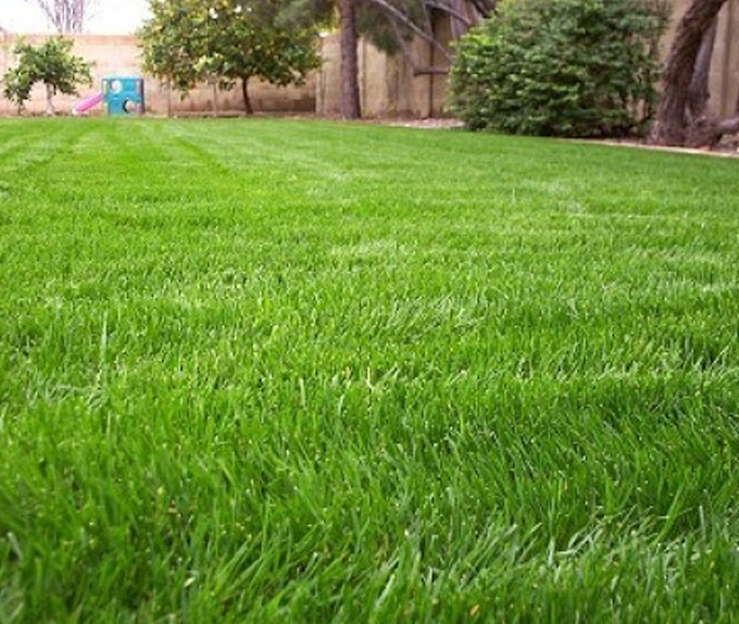 Annual Rye Grass 5.5 lbs Grass Seed Fast Growing Winter Fall Rye Grass FAST SHIP