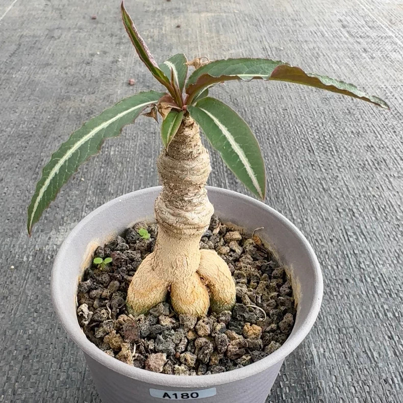 1Piece 7-8cm Seedgrowth Euphorbia Labatii Caudex Cactis Garden RarePlanting