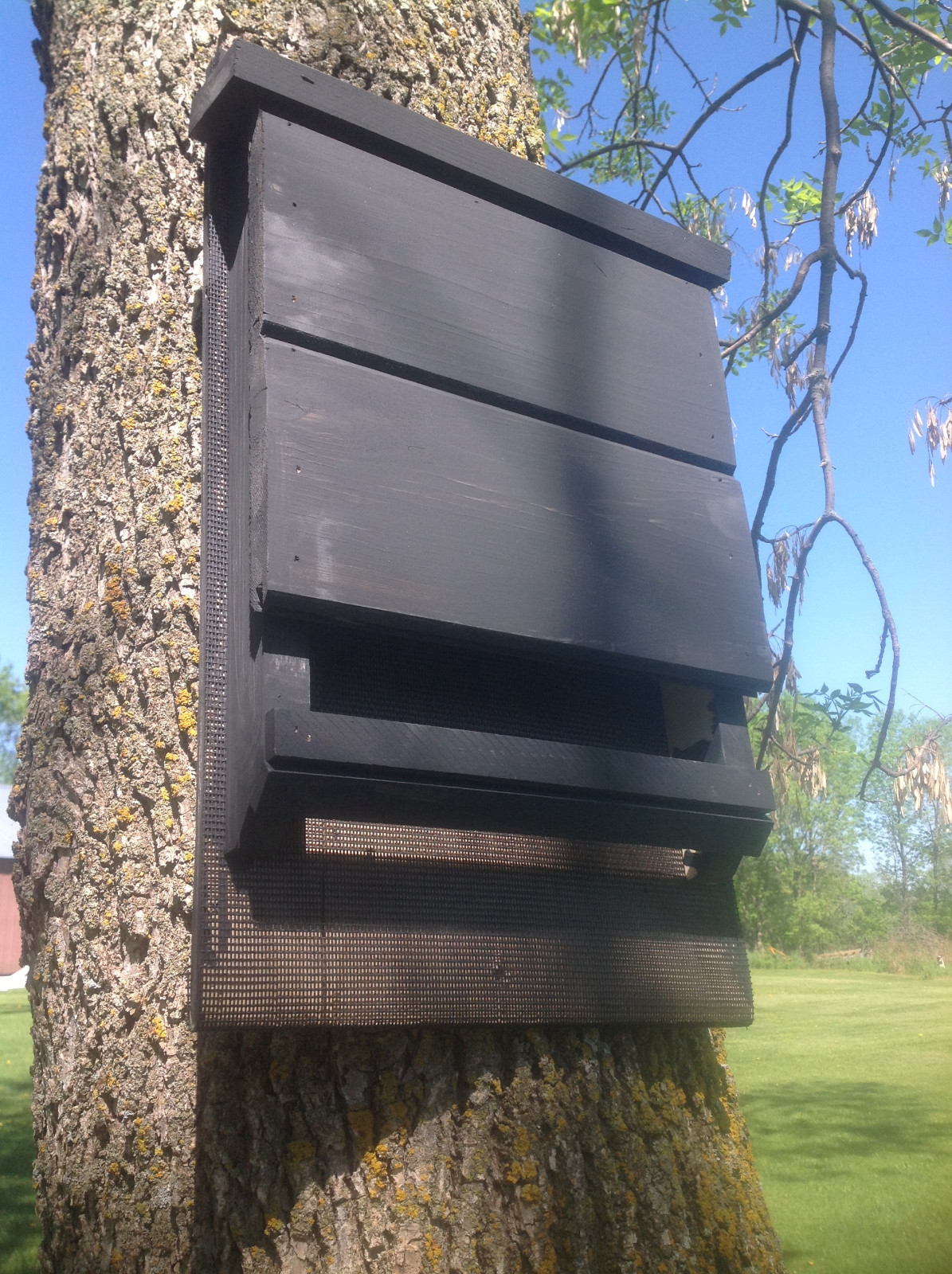 ^v^ NEW LARGE CHAMBER KEVLAR LINED SOLID BLACK BAT HOUSE BOX WITH PREDATOR GUARD
