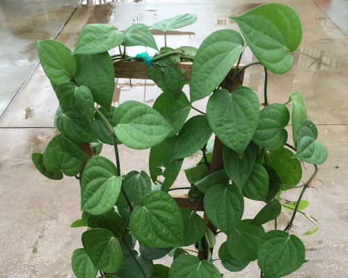 ~~BLACK PEPPER~~Piper nigrum~~Live STARTER Plant~~USA Seller~~