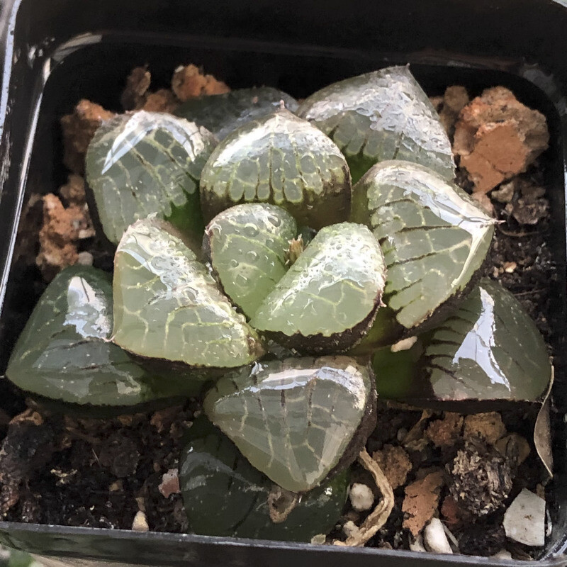 5CM Succulent Plant Haworthia Comptioniana Sun Moon Lake Liliaceae Home Garden