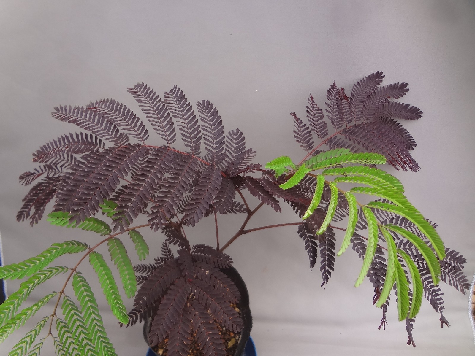 Albizia julibrissin ‘Karasuba’ black leaf [Must read description]