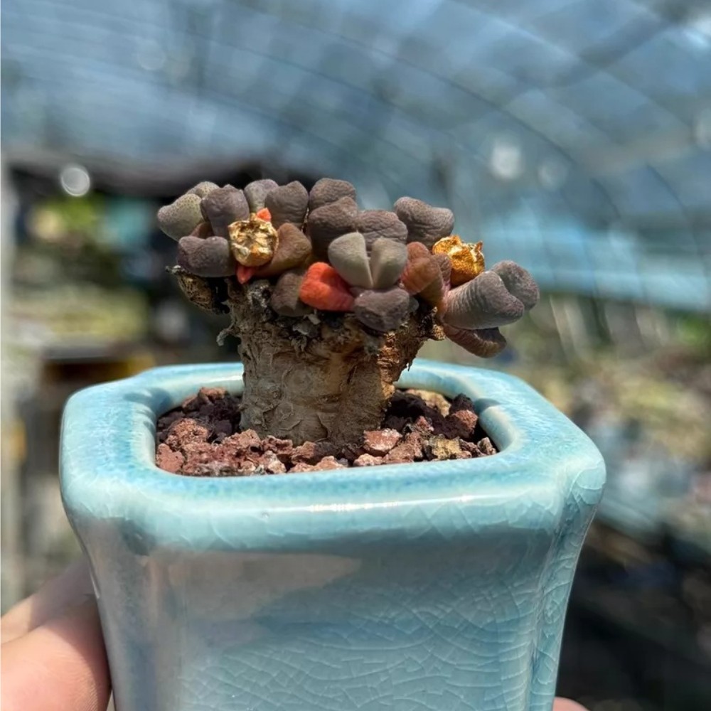 4-5cm Seedgrotfh Seedling Aloinopsis schooneesii Caudex Cactis Garden Plant