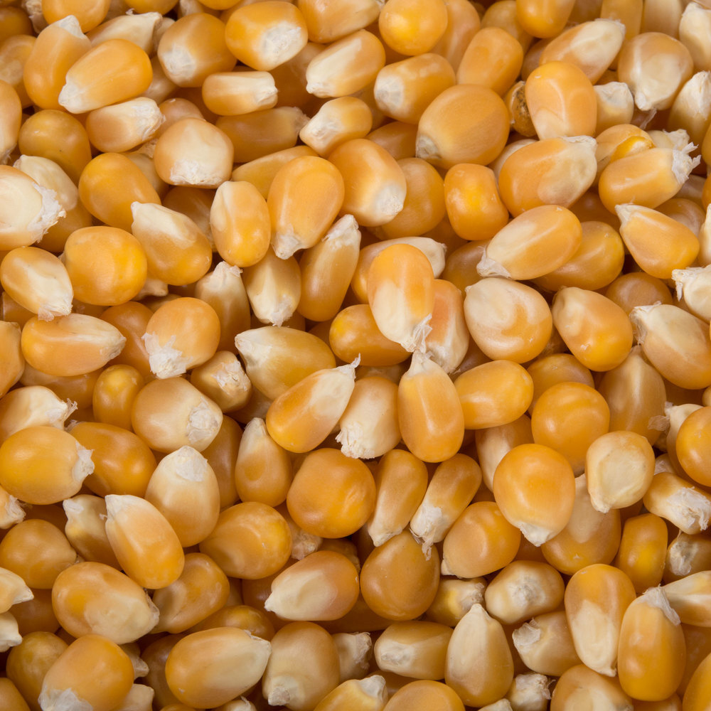 Extra Large Mushroom Popcorn Kernels, Non-GMO Made in US