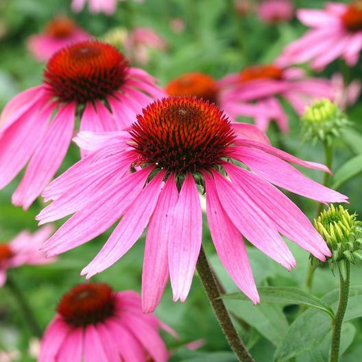 Landscaper’s Pack SHADE Mix Wildflowers Annual Perennial Heirloom 5000 Seeds!